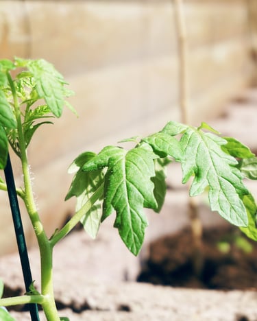 Junge Tomatenpflanze in sonnigem Blumenbeet nah fotografiert
