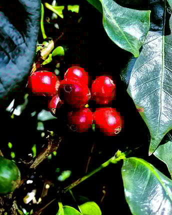 Rote Kaffeekirschen, die am Kaffeestrauch hängen