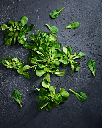 Kleine Bündel und lose Blätter von Feldsalat nebeneinander auf dunklem Untergrund
