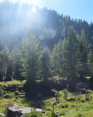 Dichter Wald vor blauem Himmel