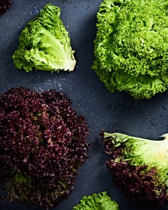 Ein Kopf von grünem Lolla Bionda und dunkelrotem Lollo Rosso Salat neben einzelnen Salatblättern auf dunklem Untergrund