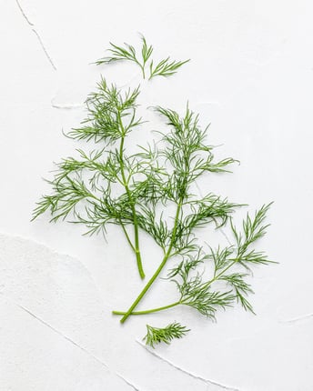 Mehrere Stiele Dill liegen auf weißem Untergrund
