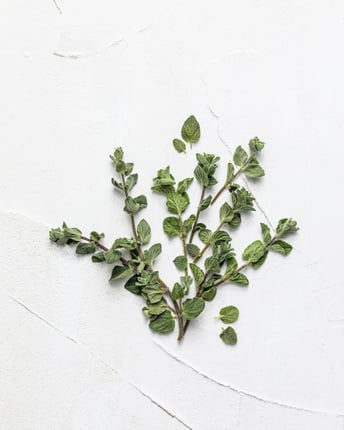 Mehrere Stiele Oregano liegen auf weißem Untergrund