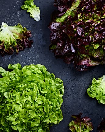 Roter und grüner Eichblattsalat nebeneinander auf dunklem Untergrund