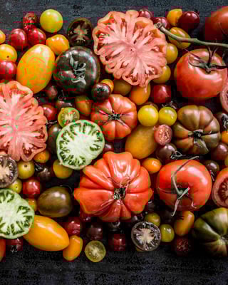 Die bunte Welt der Tomaten!