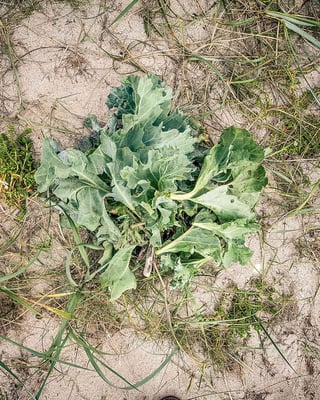 Salzmiere und Strandkohl vom Strand