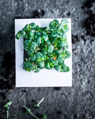 Brunnenkresse im Polaroidrahmen.