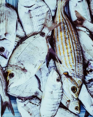 Viele Fische aufeinander gelegt