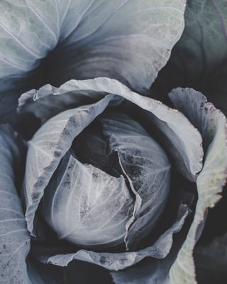 Rotkohl Vom Feld