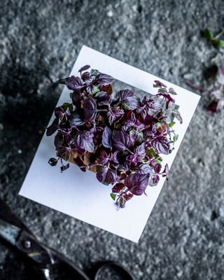 Daikonkresse im Polaroidrahmen.