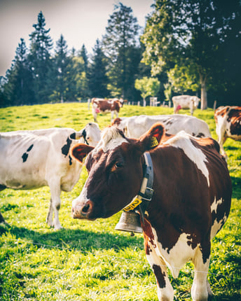Schweizer Aop Kaese 14 Milchkuh