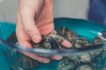 Muscheln sortieren