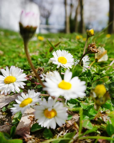 Fünf blühende Gänseblümchen aus der Nähe auf grüner Wiese