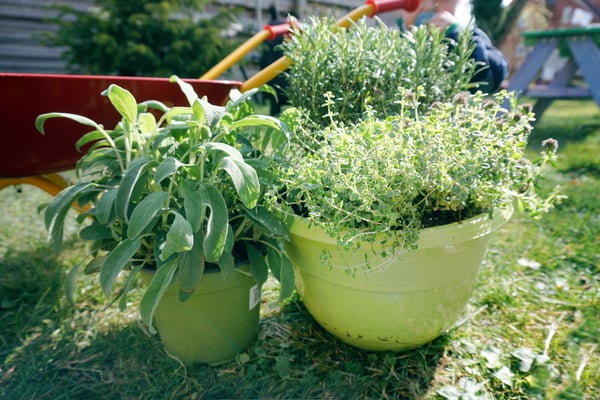 Kraeuter Im Garten