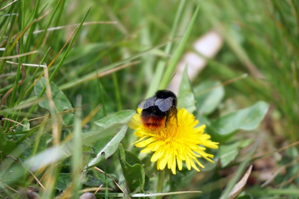 Biene auf einer Löwenzahnblüte auf grüner Wiese