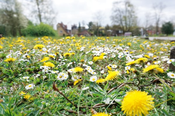 Bunte Wiese mit Gänseblümchen und Löwenzahn